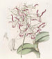 Dendrobium schilderij met stierhoofd - Sydenham Edwards — weergave van het kunstwerk