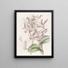 Dendrobium schilderij met stierhoofd - Sydenham Edwards — ingelijst kunstwerk aan de muur