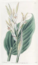 Canna de Laguna - Sydenham Edwards — weergave van het kunstwerk
