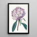 Rhododendron de Carton - Sydenham Edwards — ingelijst kunstwerk aan de muur