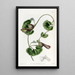 Aristoloche chilienne - Sydenham Edwards — framed artwork on a wall