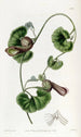 Aristoloche chilienne - Sydenham Edwards — artwork view