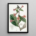 Rehmannia chinoise - Sydenham Edwards — ingelijst kunstwerk aan de muur
