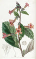 Rehmannia chinoise - Sydenham Edwards — weergave van het kunstwerk