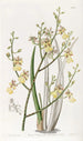 Oncidium à feuilles de ciboulette - Sydenham Edwards — weergave van het kunstwerk