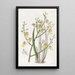 Oncidium à feuilles de ciboulette - Sydenham Edwards — ingelijst kunstwerk aan de muur
