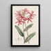 Épidendrum cinabre - Sydenham Edwards — ingelijst kunstwerk aan de muur