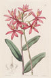 Épidendrum cinabre - Sydenham Edwards — weergave van het kunstwerk