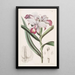 Reedorchis à fleurs serrées - Sydenham Edwards | Reproduction — ingelijst kunstwerk aan de muur
