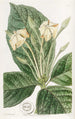 Gardenia à feuilles de tissu - Sydenham Edwards — weergave van het kunstwerk