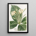 Gardenia à feuilles de tissu - Sydenham Edwards — ingelijst kunstwerk aan de muur