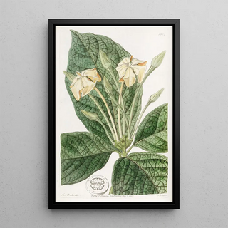 Sydenham Edwards - Clothleaved Gardenia.webp