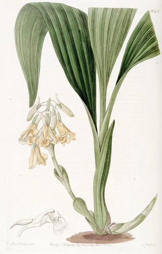 Sydenham Edwards - Clustered Calanthe.webp