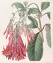 Fuchsia met clusterbloemen - Sydenham Edwards — weergave van het kunstwerk
