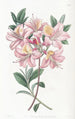 Azalée de Highclere cuivrée - Sydenham Edwards — weergave van het kunstwerk