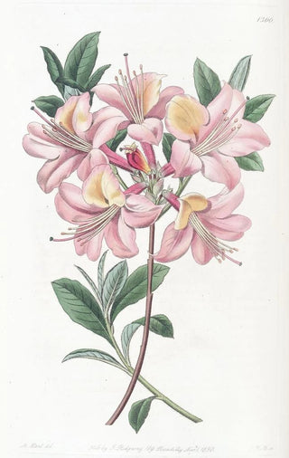 Sydenham Edwards - Coppercoloured Highclere Azalea.webp