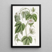 Passiflore à feuilles de coton - Sydenham Edwards — ingelijst kunstwerk aan de muur