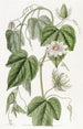 Passiflore à feuilles de coton - Sydenham Edwards — weergave van het kunstwerk