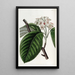 Tree with crenellated sheaves - Sydenham Edwards — framed artwork on a wall