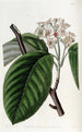 Tree with crenellated sheaves - Sydenham Edwards — artwork view