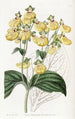 Calceolaria à fleurs crénelées - Sydenham Edwards | Reproduction — weergave van het kunstwerk