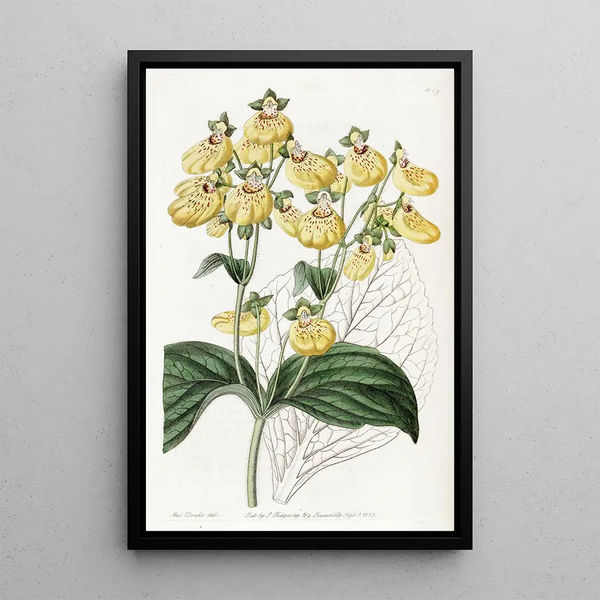 Sydenham Edwards - Crenateflowered Calceolaria.webp