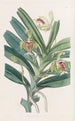 Vanda crêtée - Sydenham Edwards — weergave van het kunstwerk