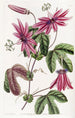 Passiflore cramoisie - Sydenham Edwards — weergave van het kunstwerk