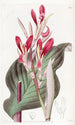 Canna à feuilles cramoisies - Sydenham Edwards — weergave van het kunstwerk