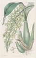 Rodriguezia parfumée et frisée - Sydenham Edwards — weergave van het kunstwerk