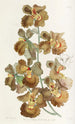 Oncidium à fleurs bouclées - Sydenham Edwards — weergave van het kunstwerk