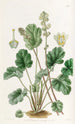 Heuchera cylindrique - Sydenham Edwards — weergave van het kunstwerk