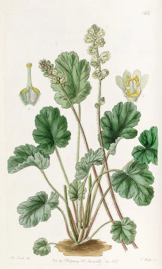 Sydenham Edwards - Cylindrical Heuchera.webp