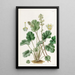 Heuchera cylindrique - Sydenham Edwards — ingelijst kunstwerk aan de muur
