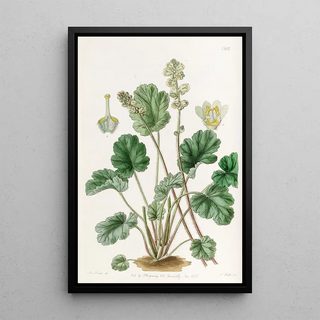 Sydenham Edwards - Cylindrical Heuchera.webp