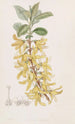 Forsythia vert foncé - Sydenham Edwards — weergave van het kunstwerk