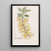 Forsythia vert foncé - Sydenham Edwards — ingelijst kunstwerk aan de muur