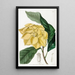 Tree Talaum by De Candolle - Sydenham Edwards — framed artwork on a wall