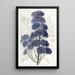 Delphinium Barlowii - Sydenham Edwards — ingelijst kunstwerk aan de muur