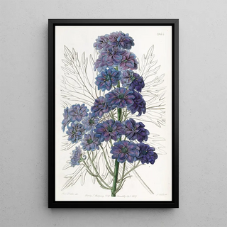 Sydenham Edwards - Delphinium Barlowii.webp