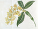 Dendrobium met dichte bloemen - Sydenham Edwards — weergave van het kunstwerk