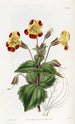 Didynamia Angiospermia - Sydenham Edwards — weergave van het kunstwerk