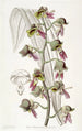 Fleur de moine terne - Sydenham Edwards — weergave van het kunstwerk