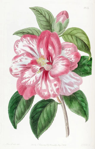 Sydenham Edwards - Donckelaers Japan Camellia.webp
