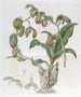 Moucherolle à feuilles penchées - Sydenham Edwards — weergave van het kunstwerk