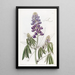 Lupin à feuilles tombantes - Sydenham Edwards — ingelijst kunstwerk aan de muur
