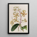 Dendrobium terne - Sydenham Edwards — ingelijst kunstwerk aan de muur