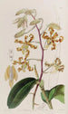 Dendrobium terne - Sydenham Edwards — weergave van het kunstwerk