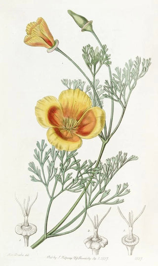 Sydenham Edwards - Dwarf Chryseis.webp