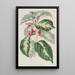 Plante caricaturale des Indes orientales - Sydenham Edwards — ingelijst kunstwerk aan de muur